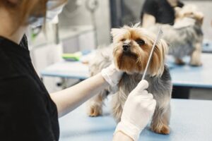 mobile-pet-grooming-service-business-in-canada